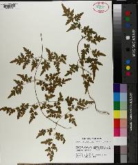 Lygodium japonicum image