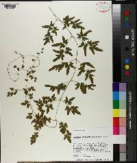 Lygodium japonicum image