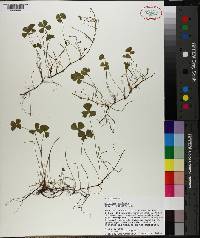 Marsilea vestita image