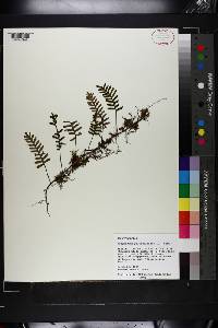 Polypodium polypodioides image