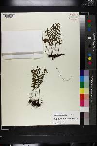 Polypodium polypodioides image