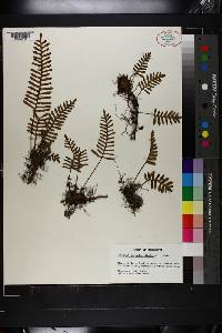 Polypodium polypodioides image