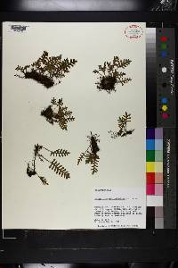 Polypodium polypodioides image