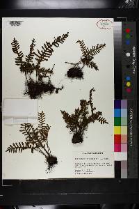 Polypodium polypodioides image