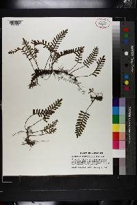 Polypodium polypodioides image