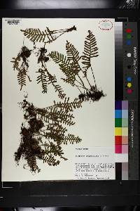 Polypodium polypodioides image