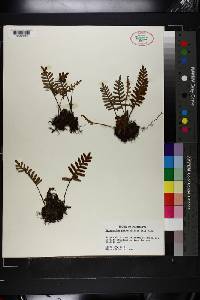 Polypodium polypodioides image