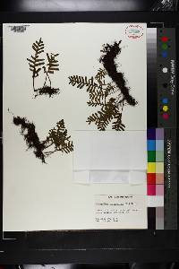 Polypodium polypodioides image