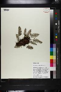 Polypodium polypodioides image