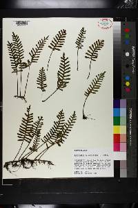 Polypodium polypodioides image