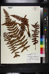 Polystichum braunii image