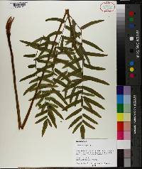 Osmunda regalis image