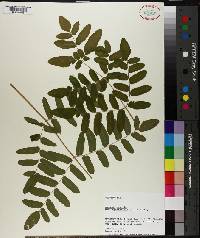 Osmunda spectabilis image