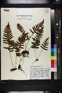 Polypodium californicum image