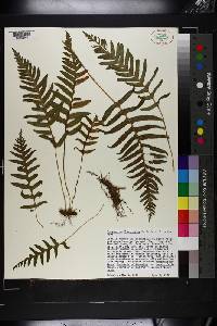 Polypodium glycyrrhiza image