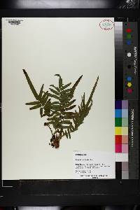 Pteris vittata image