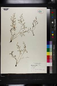 Selaginella cladorrhizans image