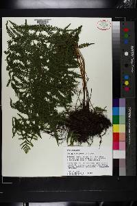 Thelypteris palustris image