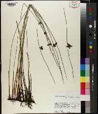 Juncus balticus subsp. littoralis image