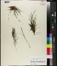 Juncus brevicaudatus image