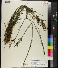 Juncus brevicaudatus image