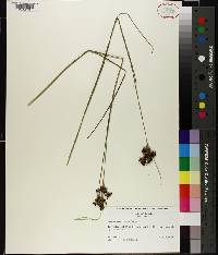 Juncus compressus image