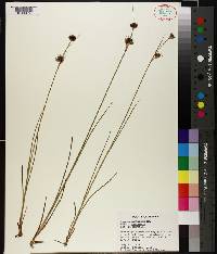 Juncus castaneus subsp. castaneus image