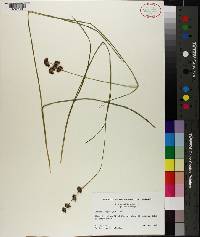 Juncus longistylis image