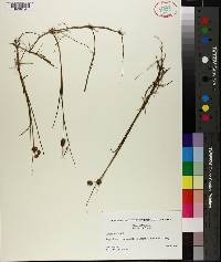 Juncus nodosus image