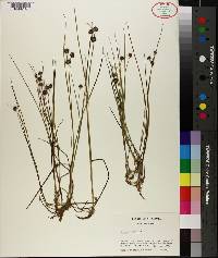 Juncus nodosus image