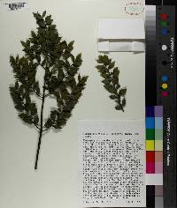 Ruscus aculeatus image