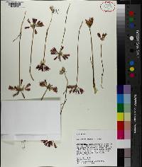 Allium bolanderi image
