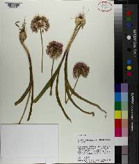 Allium douglasii image