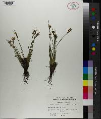 Sisyrinchium campestre image