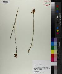 Arethusa bulbosa image