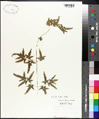 Lygodium japonicum image