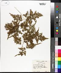 Lygodium japonicum image