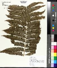 Osmundastrum cinnamomeum image