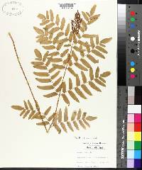 Osmunda regalis image