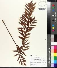 Osmunda spectabilis image