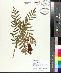 Osmunda regalis image