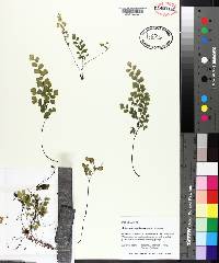 Adiantum capillus-veneris image