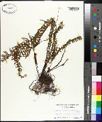 Asplenium platyneuron var. bacculum-rubrum image