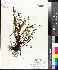 Asplenium platyneuron var. bacculum-rubrum image