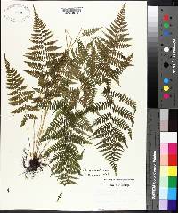 Athyrium asplenioides image