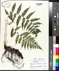 Athyrium filix-femina var. asplenioides image