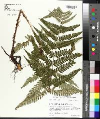 Dryopteris australis image