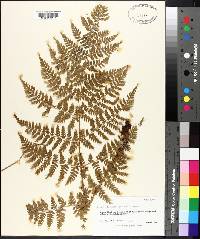 Dryopteris campyloptera image