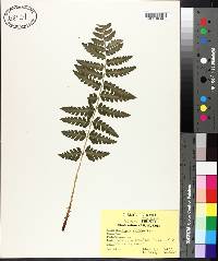 Dryopteris cristata image