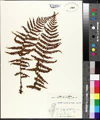 Dryopteris xanthomelas image